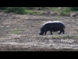 Hippos 6 1290